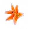 SACHET 6 FLEURS ORANGE 13CMX12CM