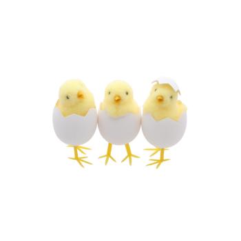 POUSSIN JAUNE DANS COQUILLE H.9CM
