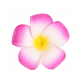 FLEUR DE MONOI ADHESIVE FUSCHIA X6 (diam.5cm)