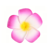FLEUR DE MONOI ADHESIVE FUSCHIA X6 (diam.5cm)